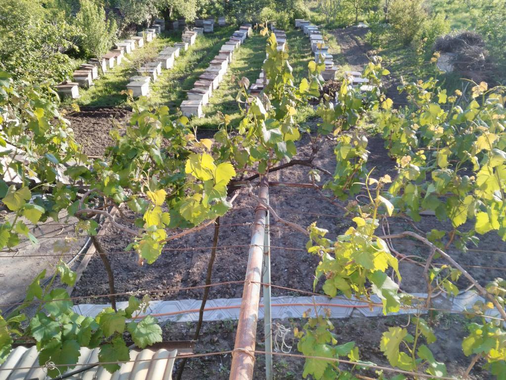 Gogi Dvalishvili Wine Cellar กอริ ภายนอก รูปภาพ